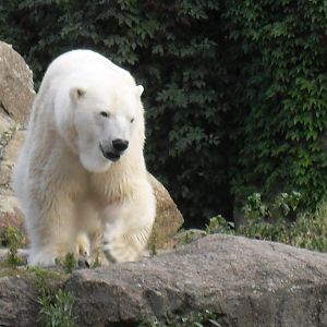 polar bear 030910