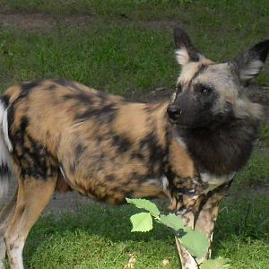 african hunting dog 030910