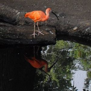 scarlet ibis 030910