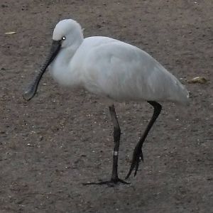 eurasian spoonbill 030910