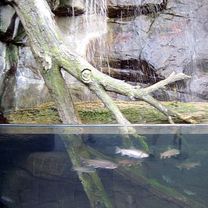 Animal Planet Australia: Wild Extremes-Aquarium