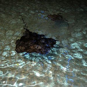 Wings in the Water-Stingray