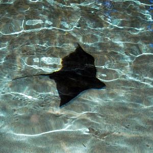 Wings in the Water-Stingray