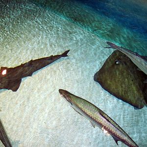 Wings in the Water-Stingray, Tarpon, and Guitarfish