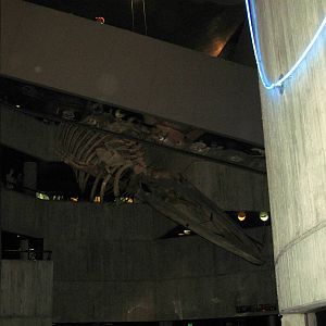 Whale Skeleton