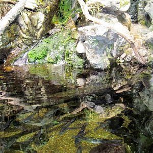 Maryland: Mountains to the Sea-Allegheny Stream