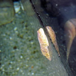 Maryland: Mountains to the Sea-Lumpsucker