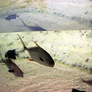 Maryland: Mountains to the Sea-Coastal Beach