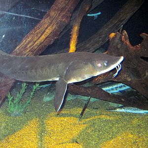 Surviving Through Adaptation-Sturgeon