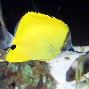 Surviving Through Adaptation-Butterfly Fish