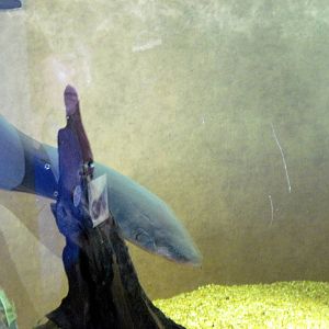 Surviving Through Adaptation-Electric Eel