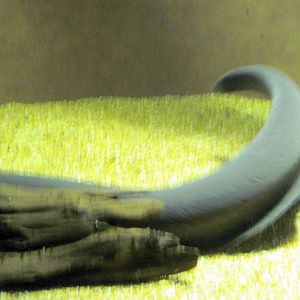 Surviving Through Adaptation-Electric Eel