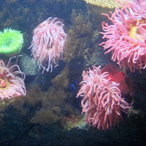 Sea Cliffs, Kelp Forest, Pacific Coral Reef, Amazon River Forest-Pacific Co