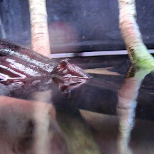 Surviving through Adaptation-Mudskipper