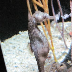 Surviving through Adaptation-Seahorse