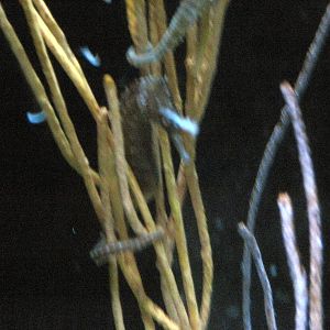 Surviving through Adaptation-Seahorse