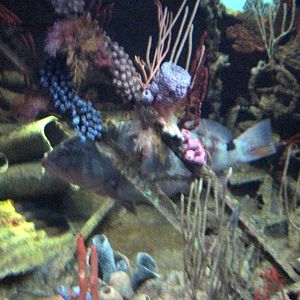 Sea Cliffs, Kelp Forest, Pacific Coral Reef, Amazon River Forest-Pacific Co