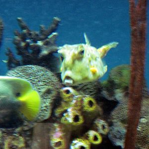 Sea Cliffs, Kelp Forest, Pacific Coral Reef, Amazon River Forest-Pacific Co