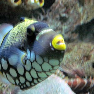 Sea Cliffs, Kelp Forest, Pacific Coral Reef, Amazon River Forest-Clown Trig