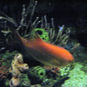 Sea Cliffs, Kelp Forest, Pacific Coral Reef, Amazon River Forest-Pacific Co