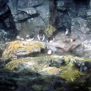 Sea Cliffs, Kelp Forest, Pacific Coral Reef, Amazon River Forest-Puffins