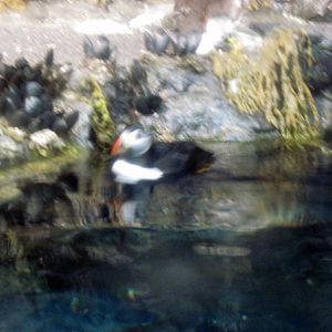Sea Cliffs, Kelp Forest, Pacific Coral Reef, Amazon River Forest-Puffin