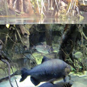 Sea Cliffs, Kelp Forest, Pacific Coral Reef, Amazon River Forest-Pacu