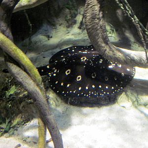 Sea Cliffs, Kelp Forest, Pacific Coral Reef, Amazon River Forest-Freshwater