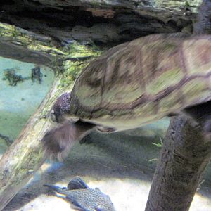 Sea Cliffs, Kelp Forest, Pacific Coral Reef, Amazon River Forest-Turtle