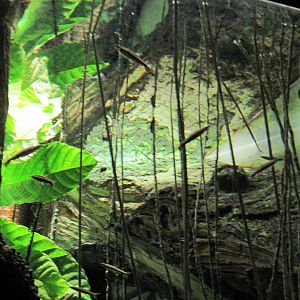 Sea Cliffs, Kelp Forest, Pacific Coral Reef, Amazon River Forest-Fish