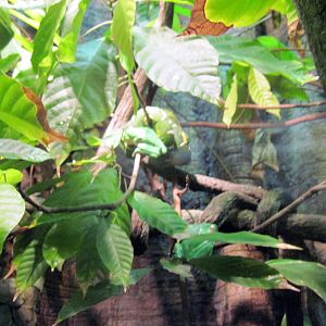 Sea Cliffs, Kelp Forest, Pacific Coral Reef, Amazon River Forest-Green Tree
