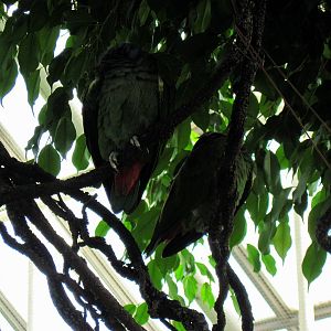 Upland Tropical Rain Forest-Parrots