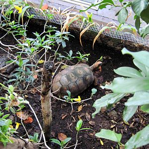 Upland Tropical Rain Forest-Tortoise