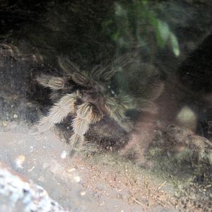 Upland Tropical Rain Forest-Tarantula