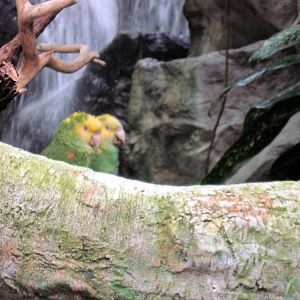 Upland Tropical Rain Forest-Yellow-headed Amazons