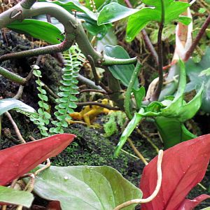 Upland Tropical Rain Forest-Panamanian Golden Frog