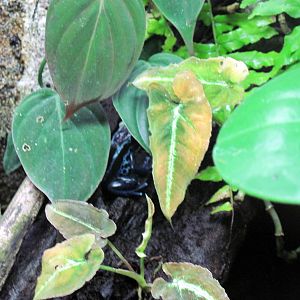 Upland Tropical Rain Forest-Blue Poison Arrow Frog