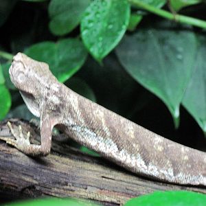 Upland Tropical Rain Forest-Brazilian Bush Anole