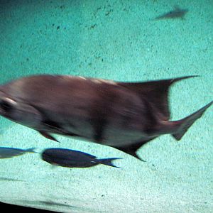 Atlantic Coral Reef-Fish