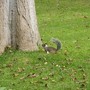 Wild Guayaquil squirrel