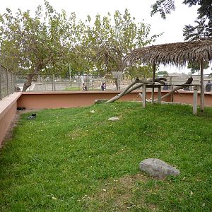 Silver Fox enclosure