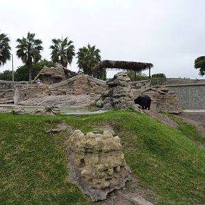 American Black Bear enclosure