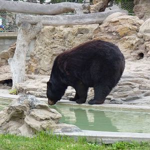 American Black Bear