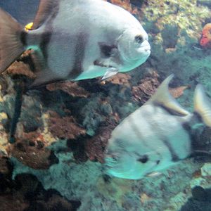 Atlantic Coral Reef-Fish