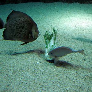 Atlantic Coral Reef-Fish