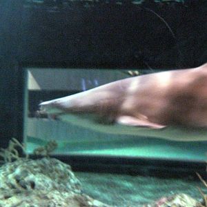 Open Ocean-Sand Tiger Shark