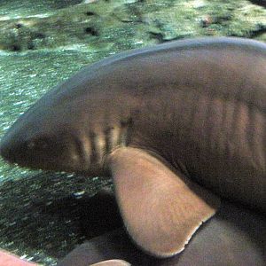 Open Ocean-Nurse Shark