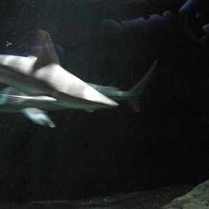 Open Ocean-Sand Bar Sharks