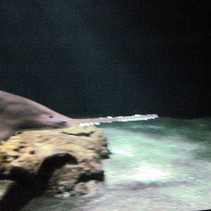 Open Ocean-Sawfish