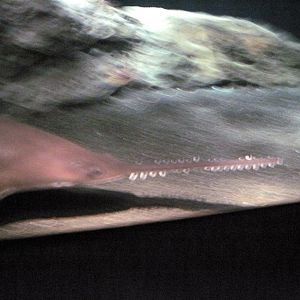 Open Ocean-Sawfish